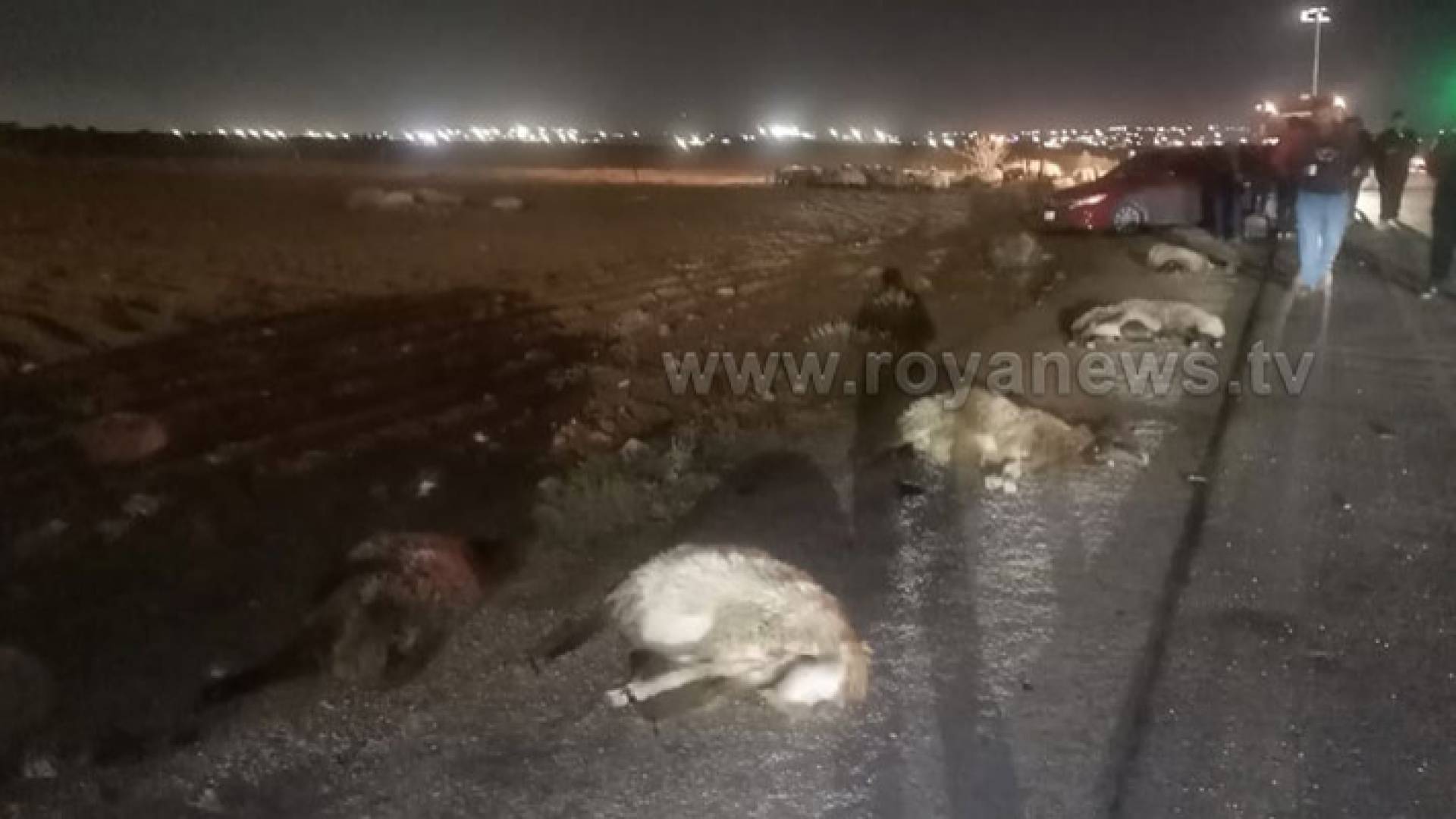 الأغنام النافقة