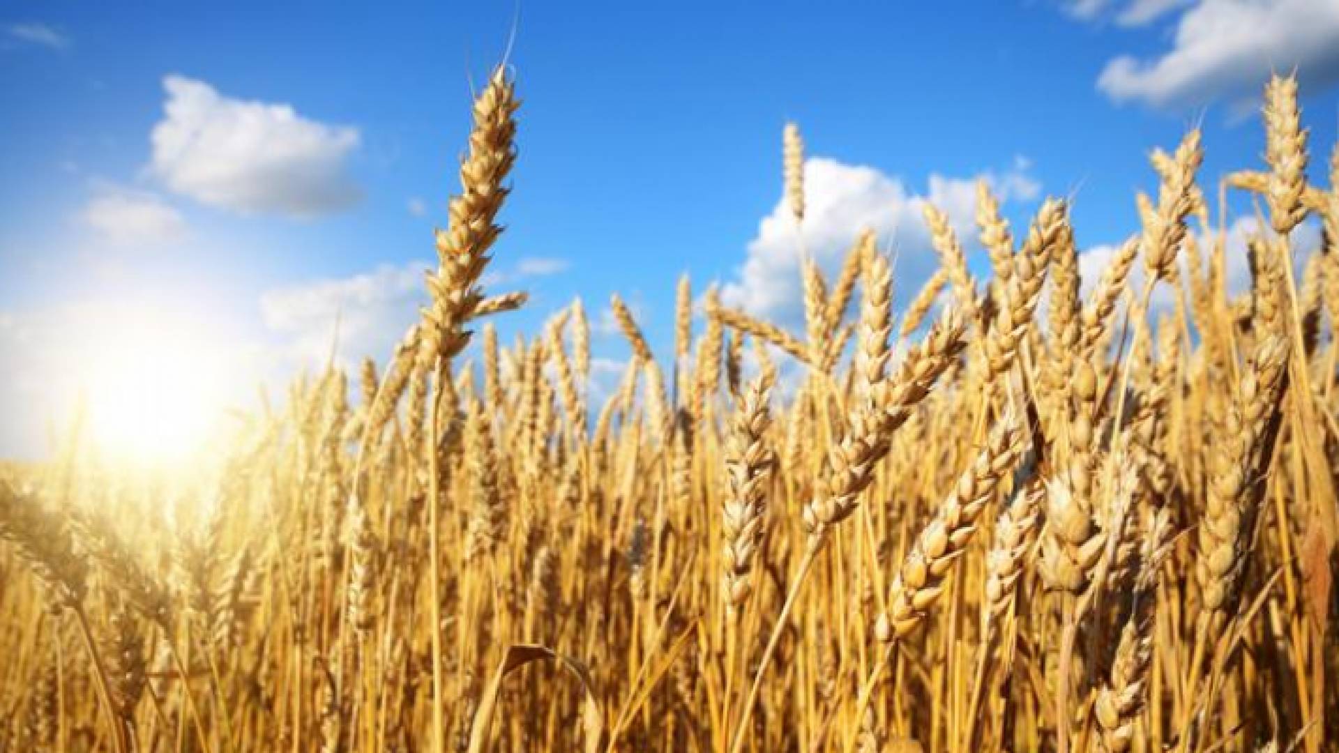 محصول القمح