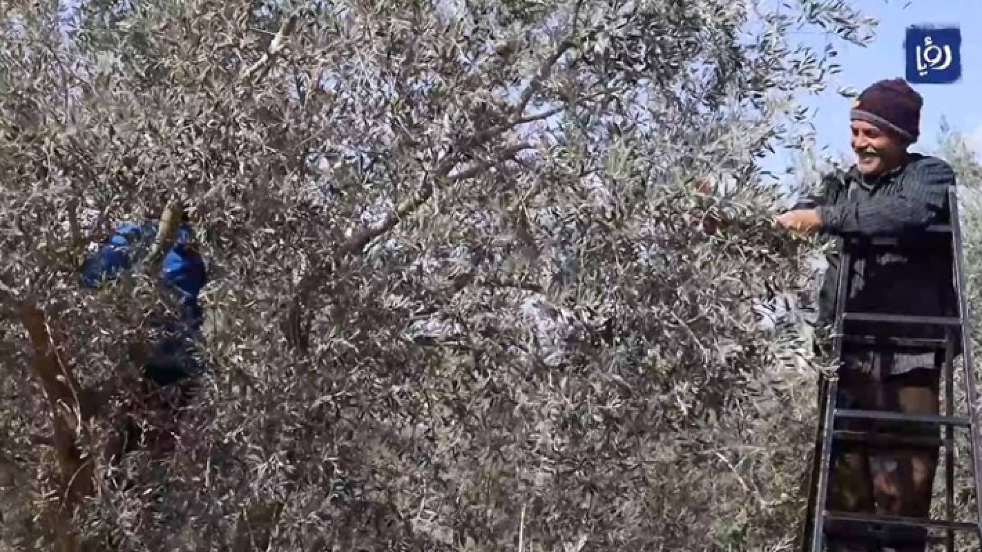 قطاف الزيتون