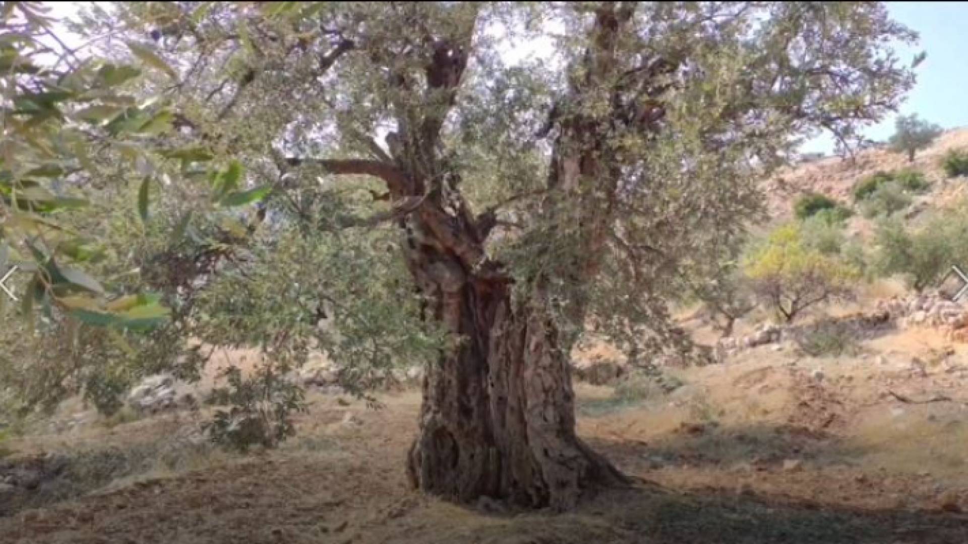 شجرة المهراس