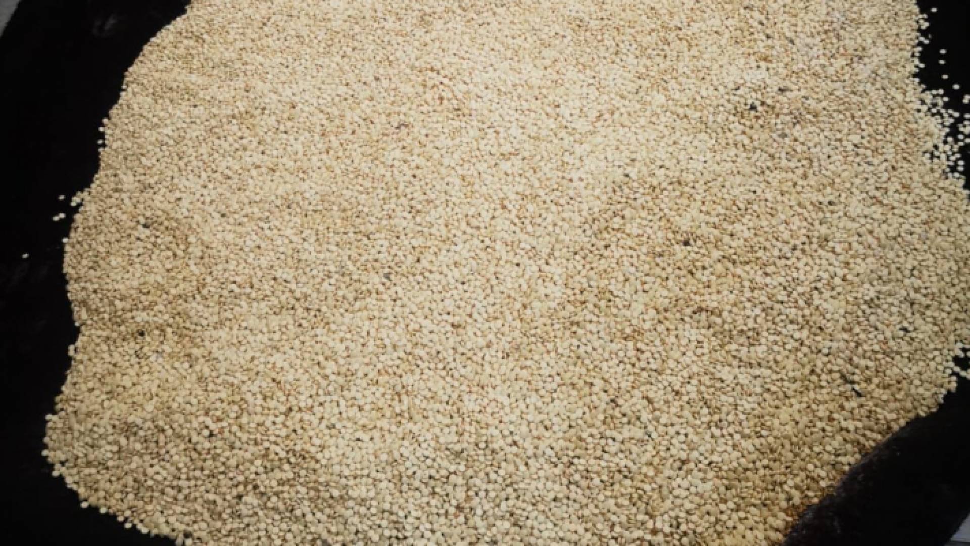 الحبوب المضبوطة