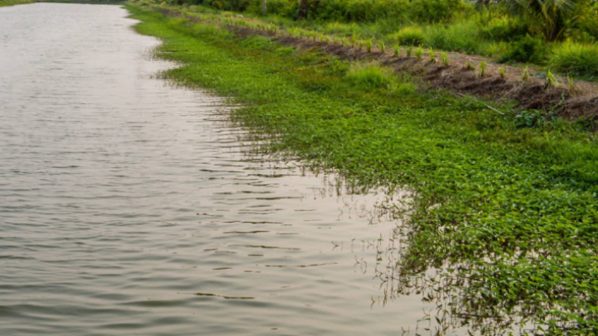 بركة زراعية