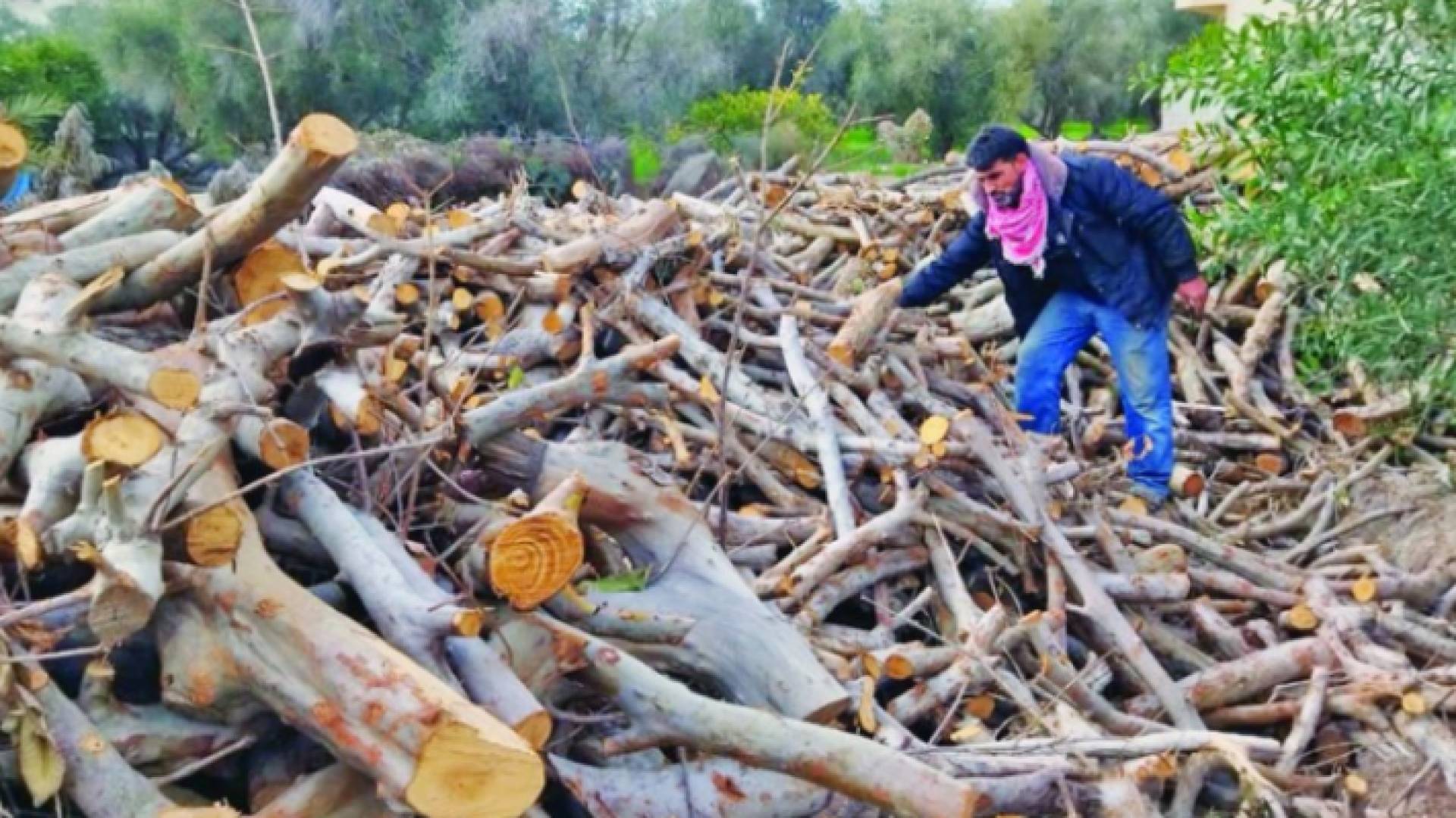 أشجار محطبة