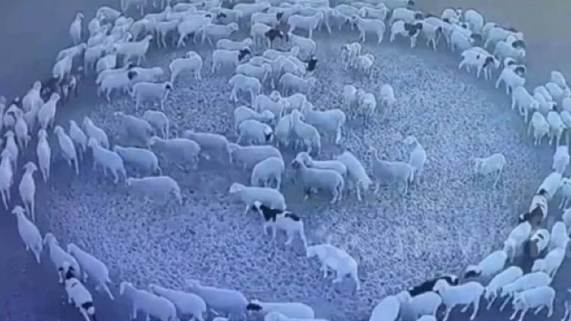 قطيع أغنام يدور حول نفسه