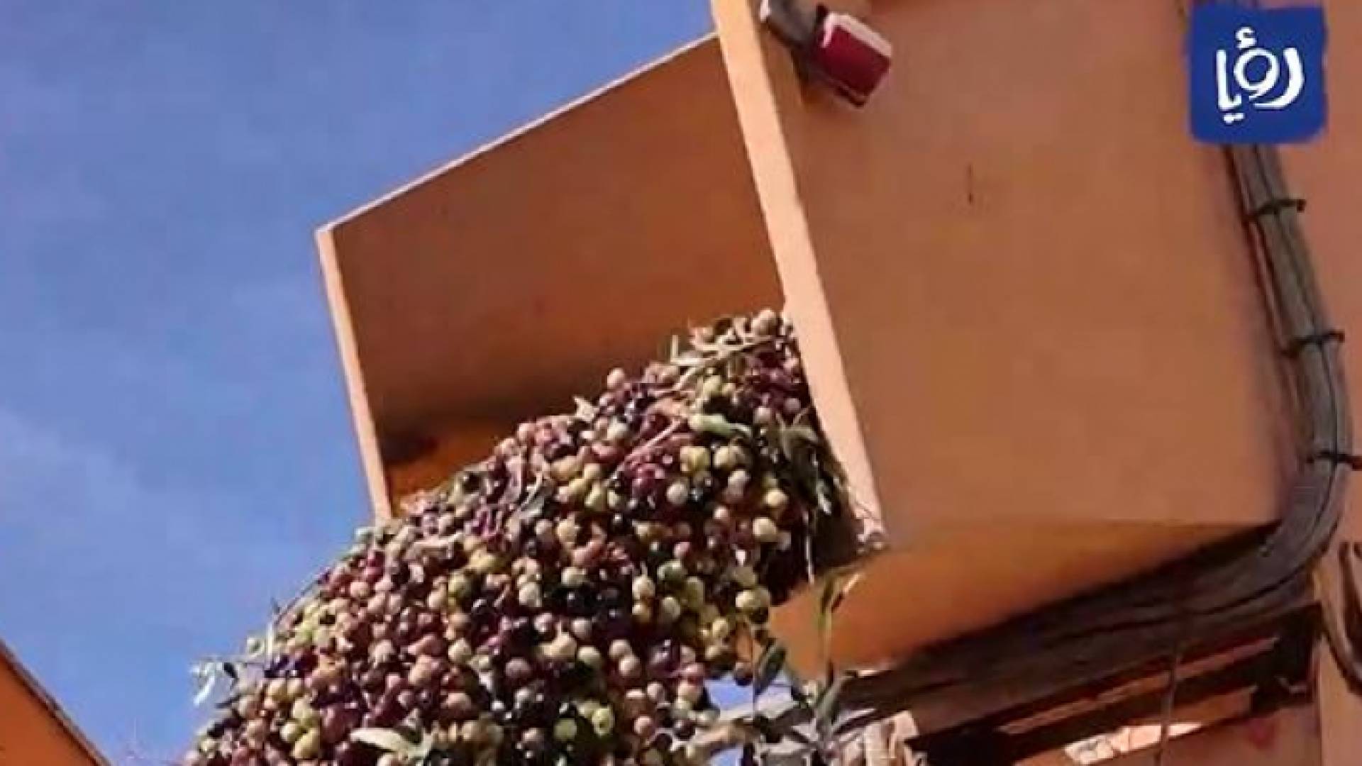 زيتون