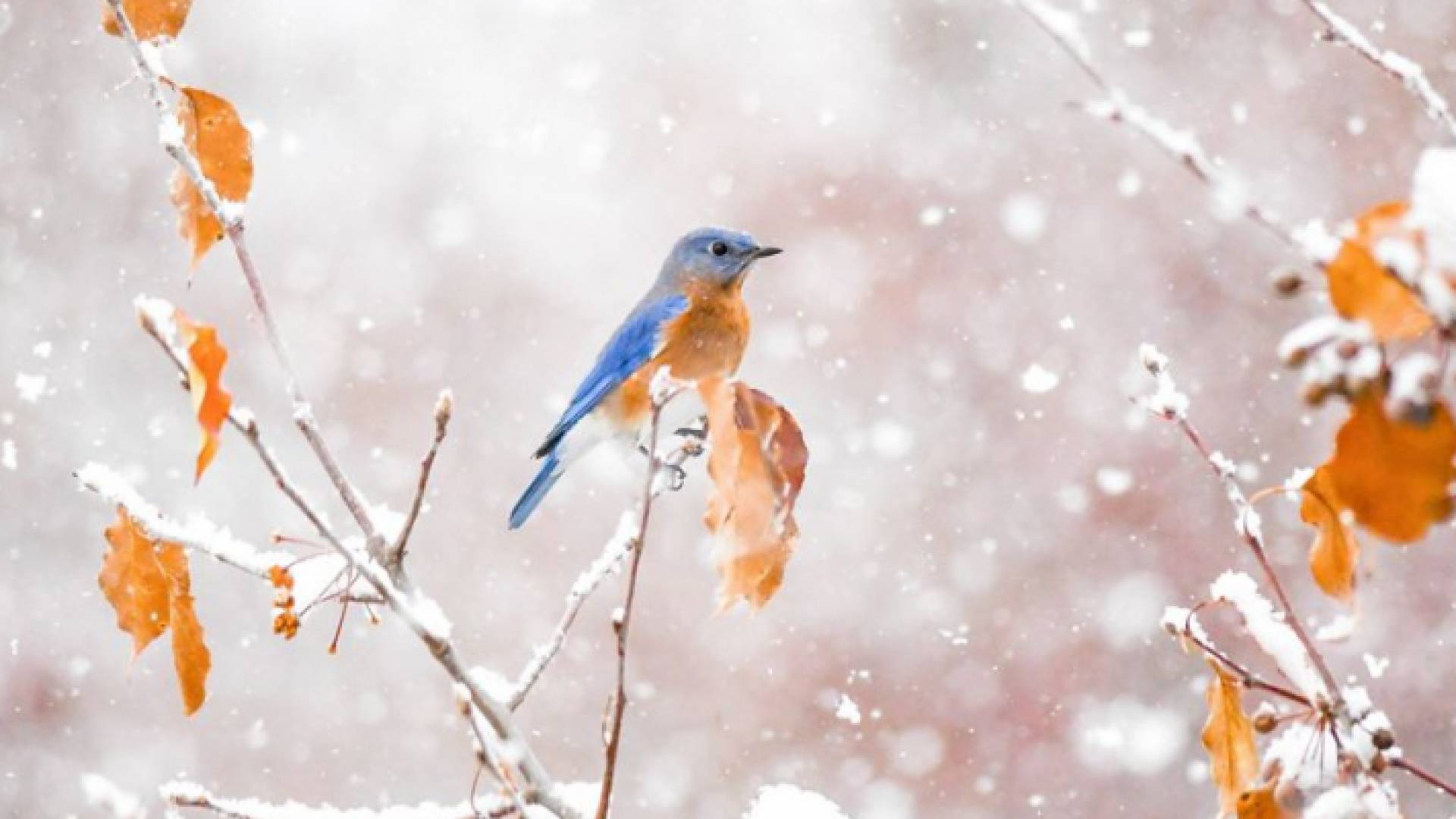 ثلوج على شجرة