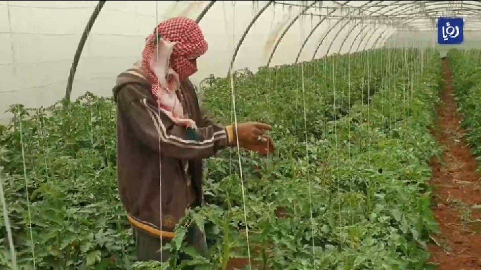 مزارع يتفقد ثمارا مزروعة في بيت بلاستيكي