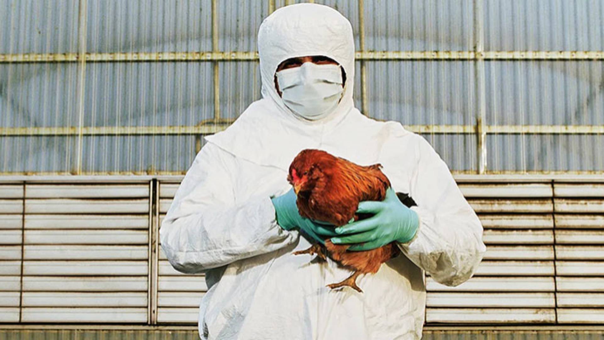 طبيب بيطري يحمل دجاجة