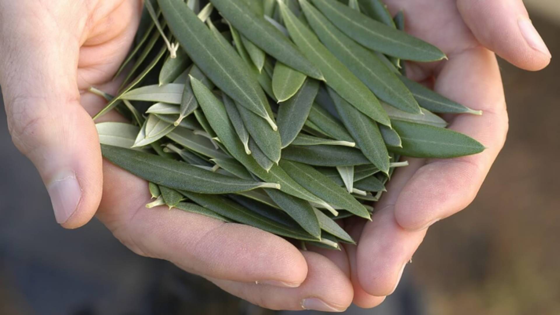 أوراق الزيتون