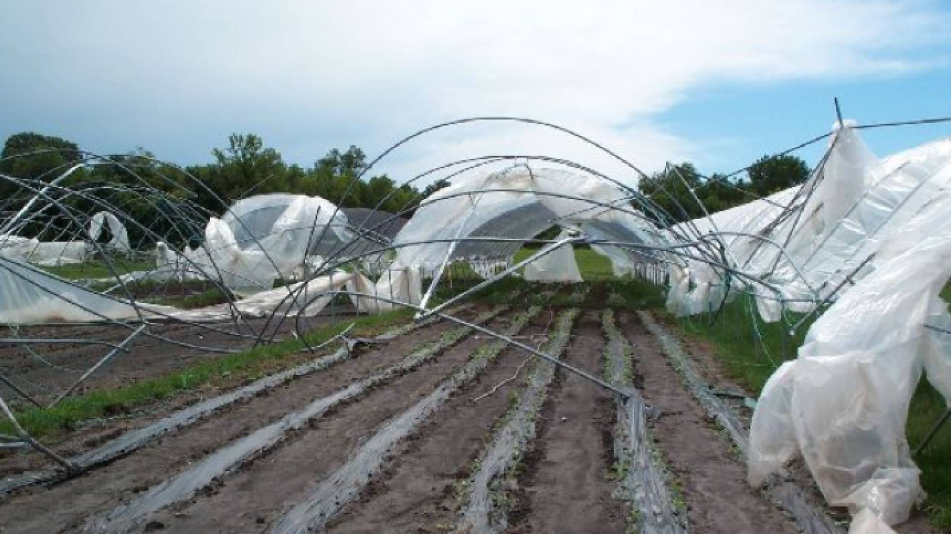 بيوت زراعة بلاستيكية دمرتها الرياح في منخفضات سابقة