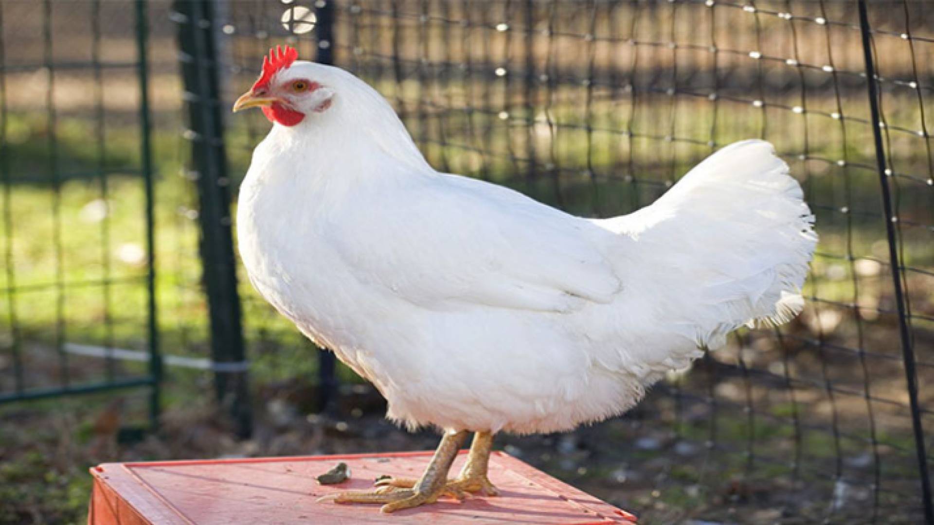 دجاجة - تعبيرية