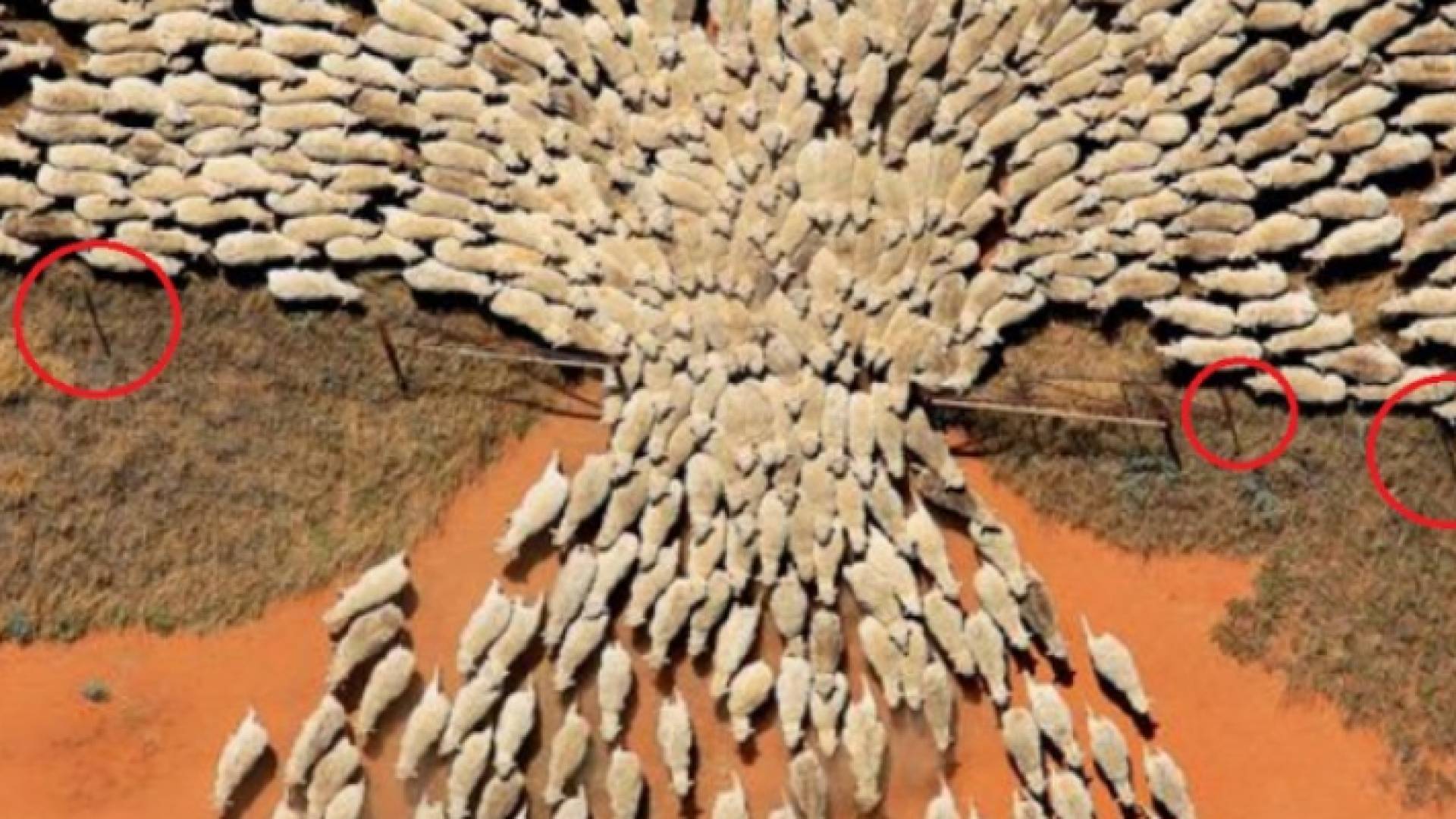 صورة لتهافت الأغنام للخروج من البوابة