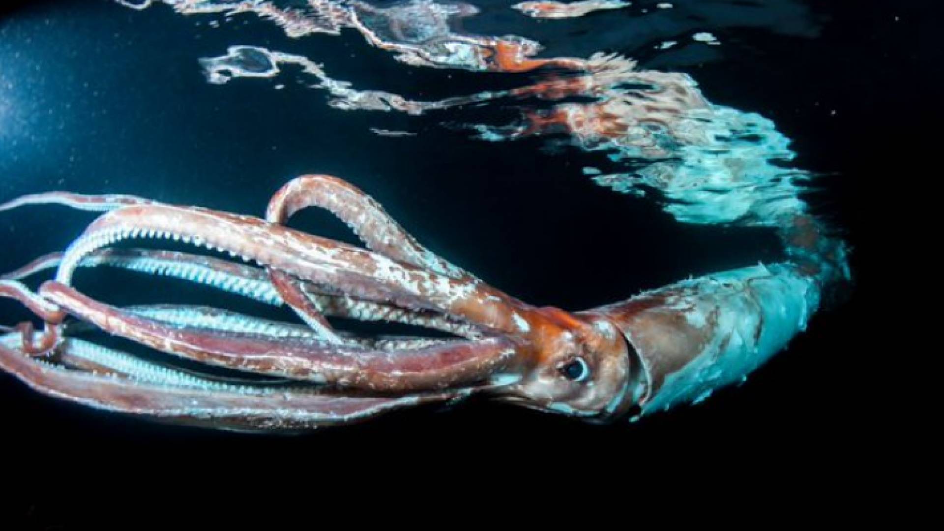 الحبار العملاق الذي صوره الغواص الياباني