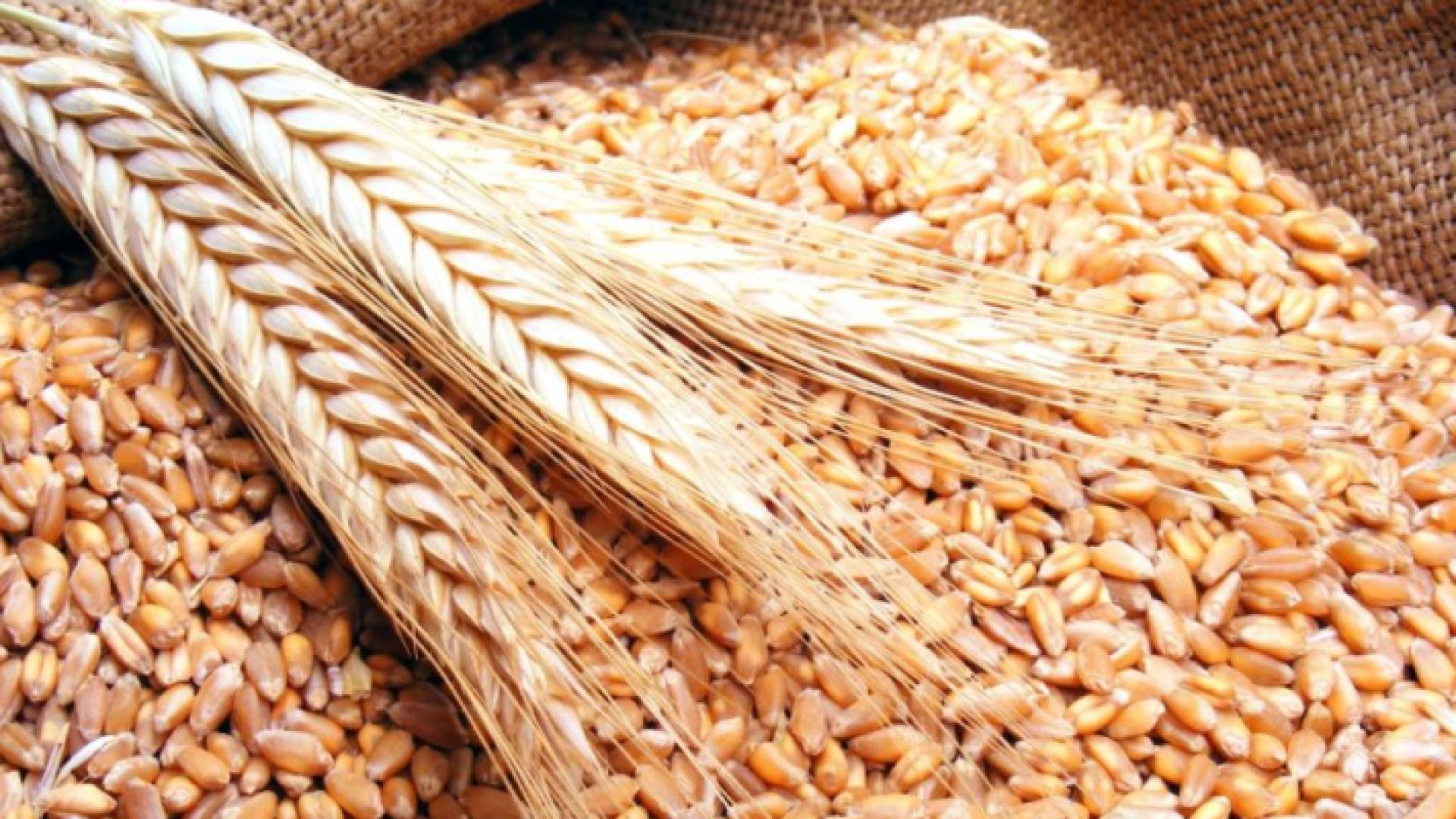 قمح - تعبيرية