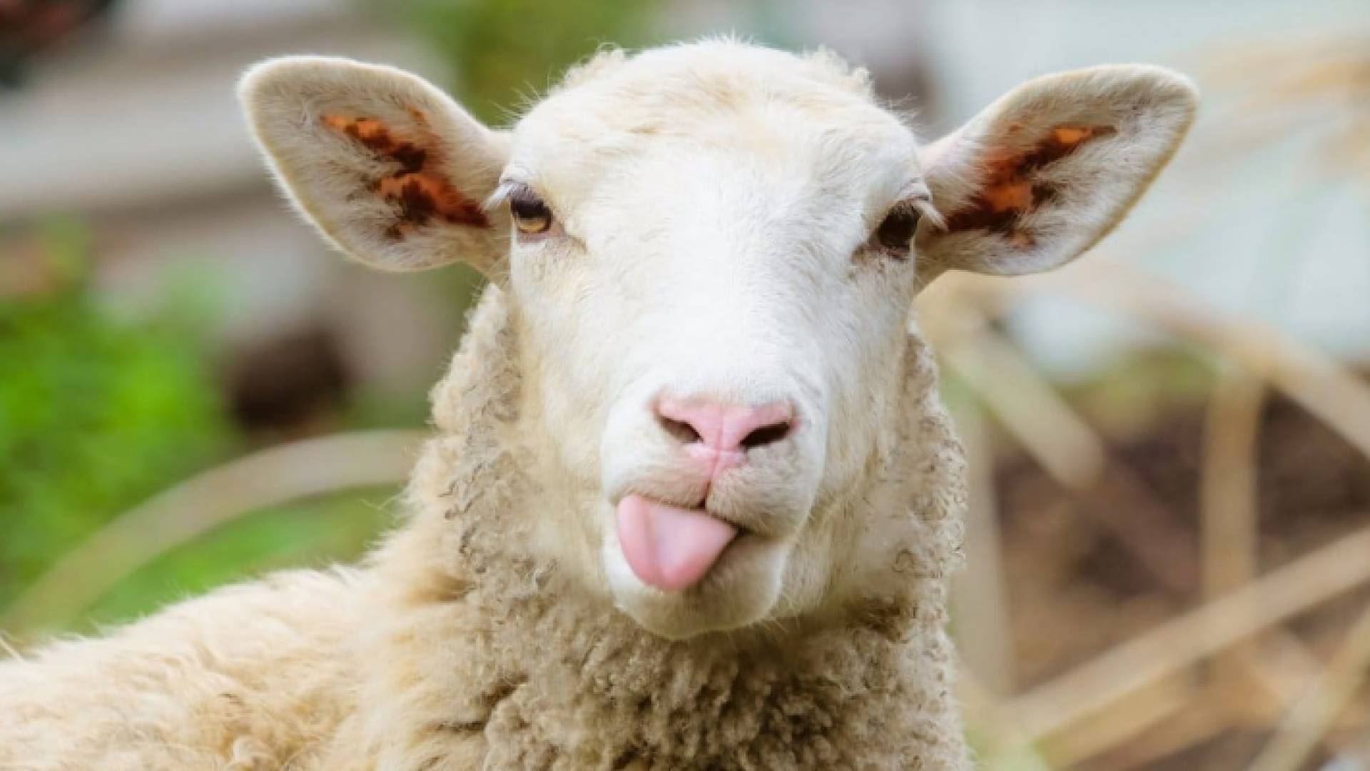 رأس ماشية داخل مزرعة