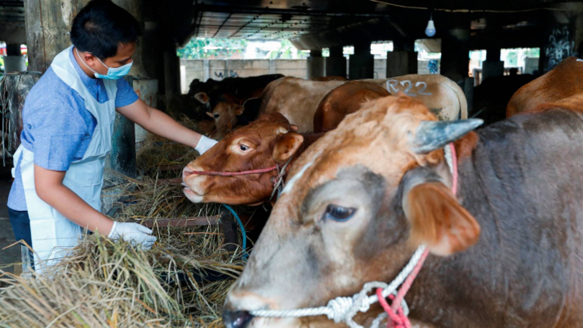 مزرعة أبقار