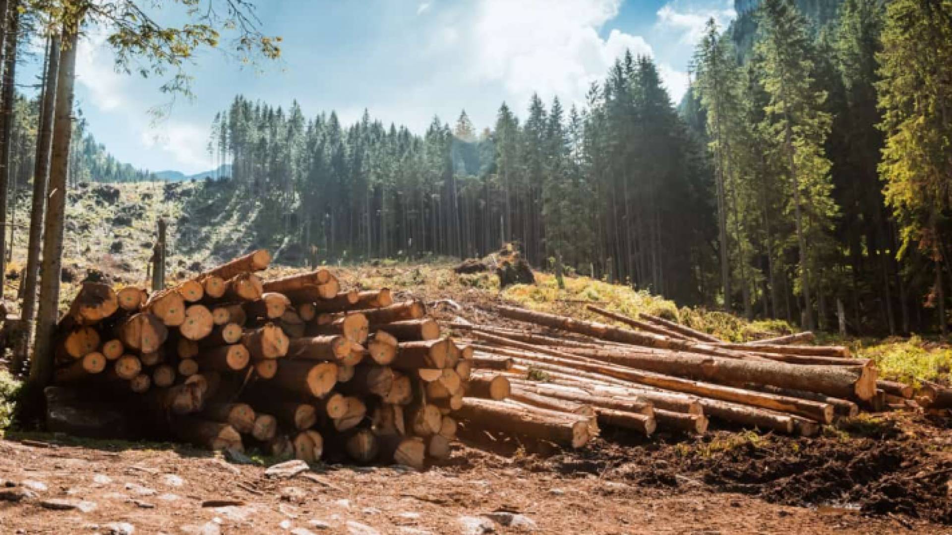 قطع أشجار في غابة