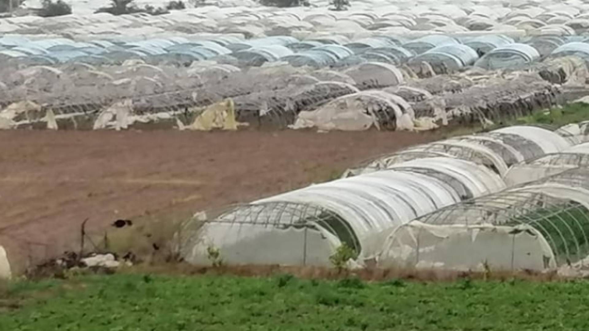 البيوت البلاستيكية