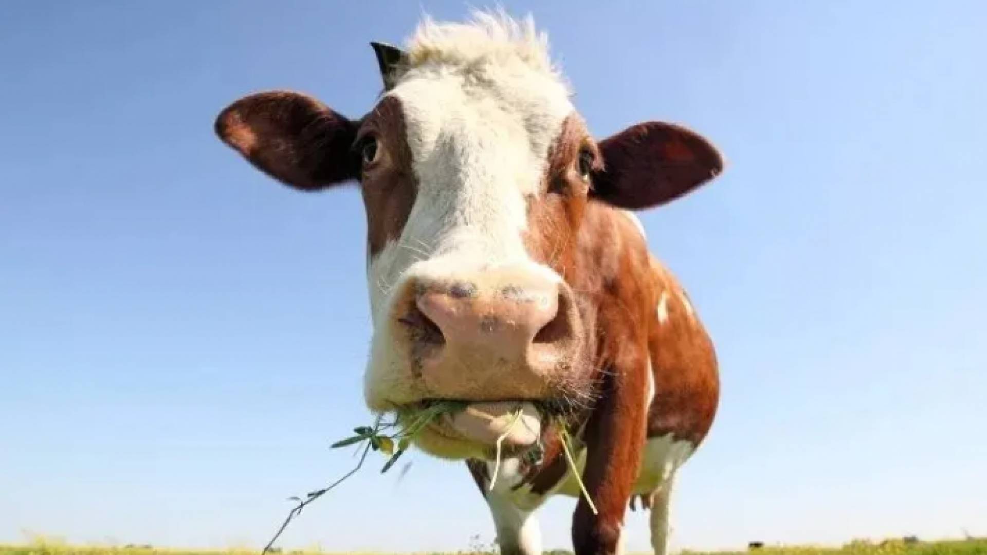 بقرة - ارشيفية