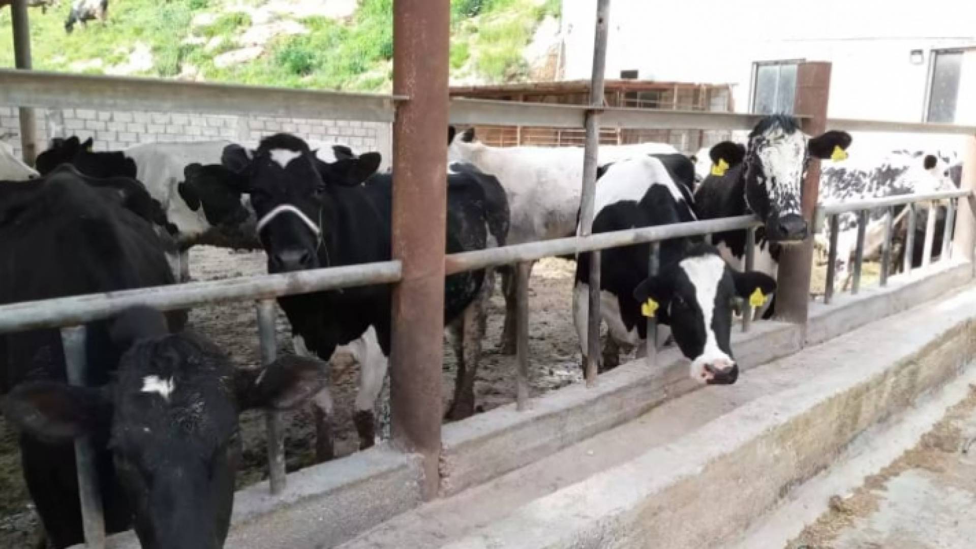 حظيرة أبقار