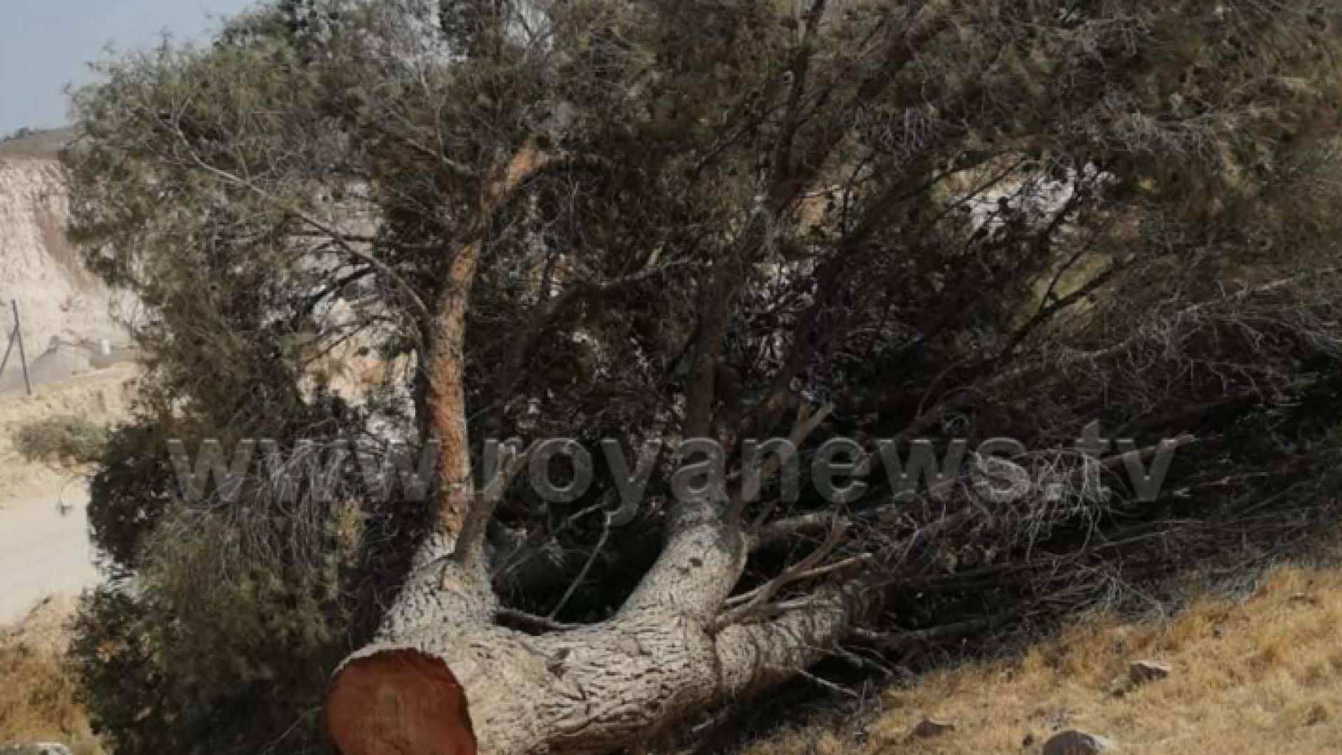 صورة أرشيفية شجرة حرجية
