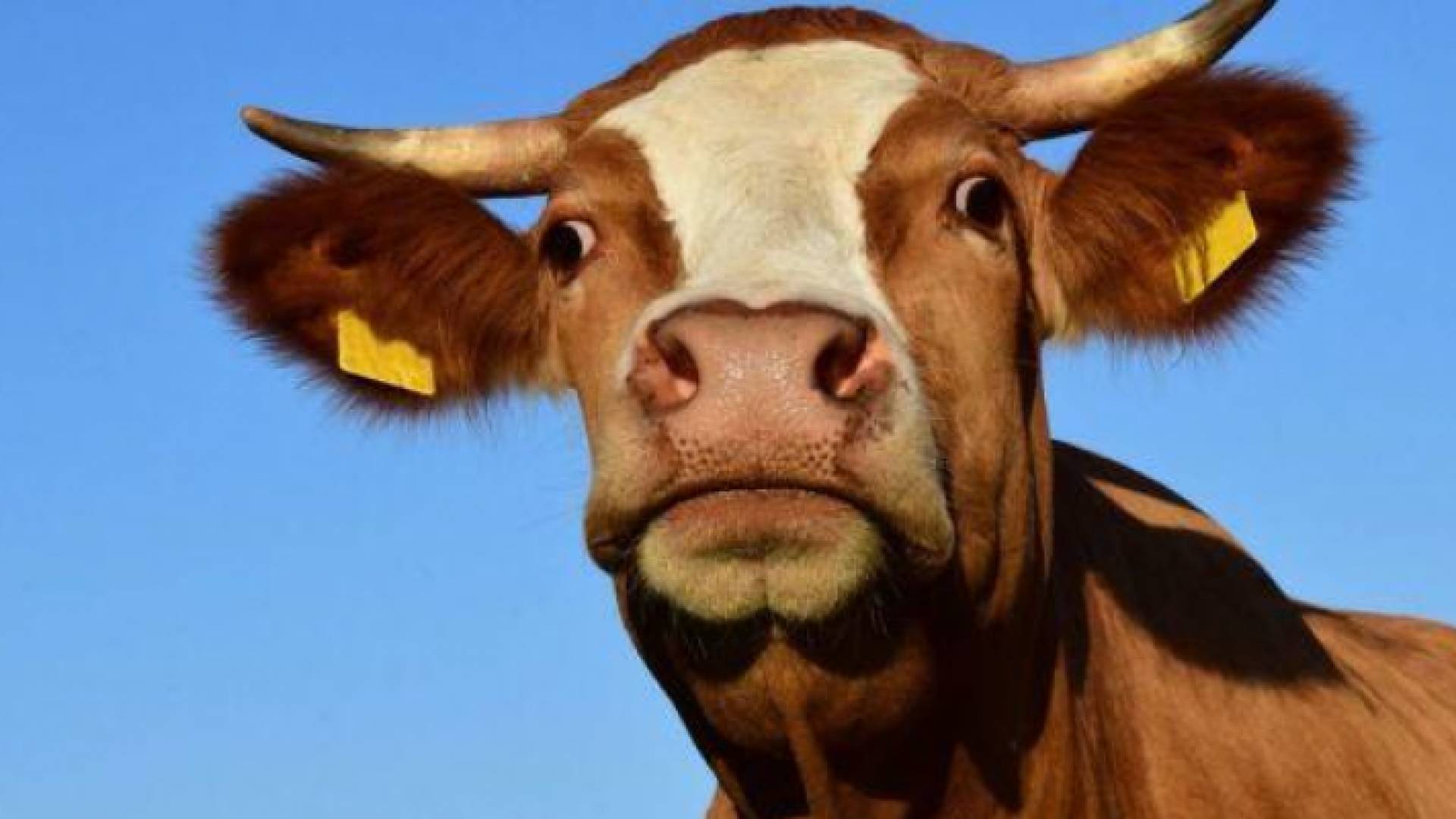 بقرة - أرشيفية