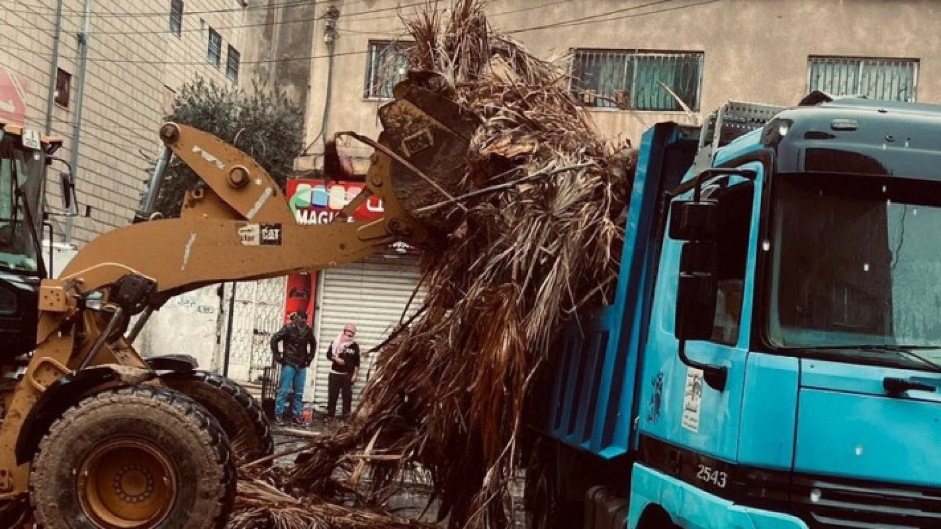 تساقط أشجار خلال المنخفض