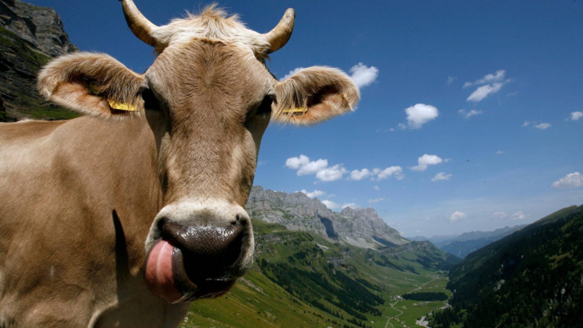 بقرة - أرشيفية