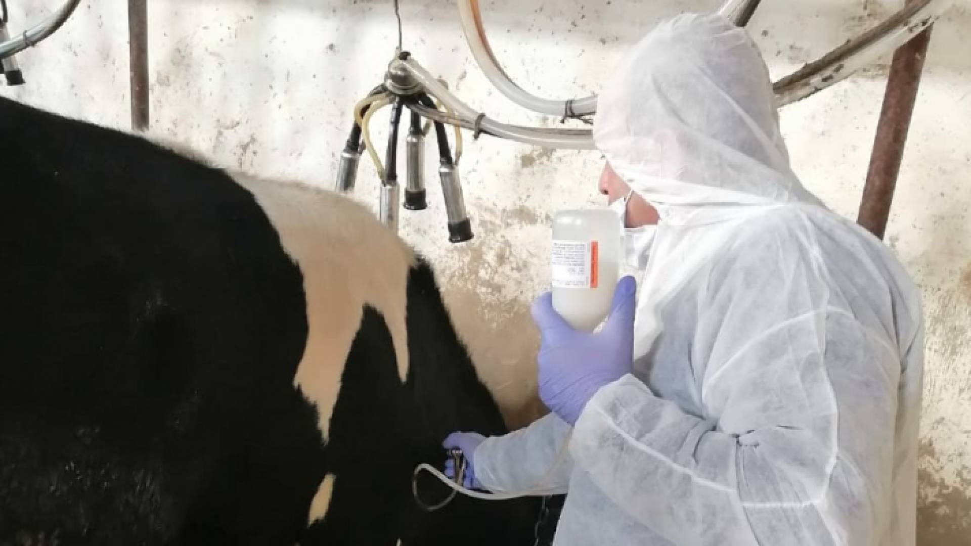 عضو فرق تطعيم الأبقار ضد الحمى القلاعية