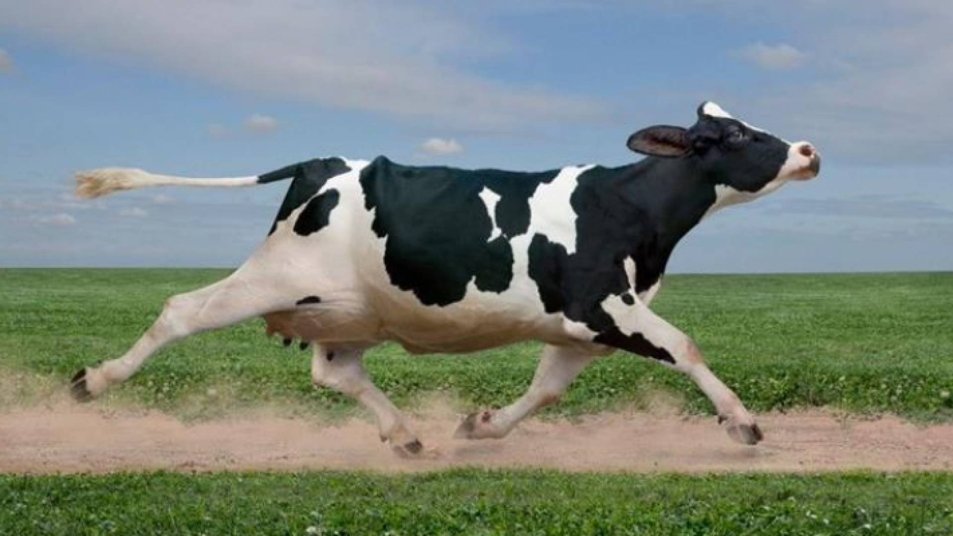 صورة أرشيفية لبقرة