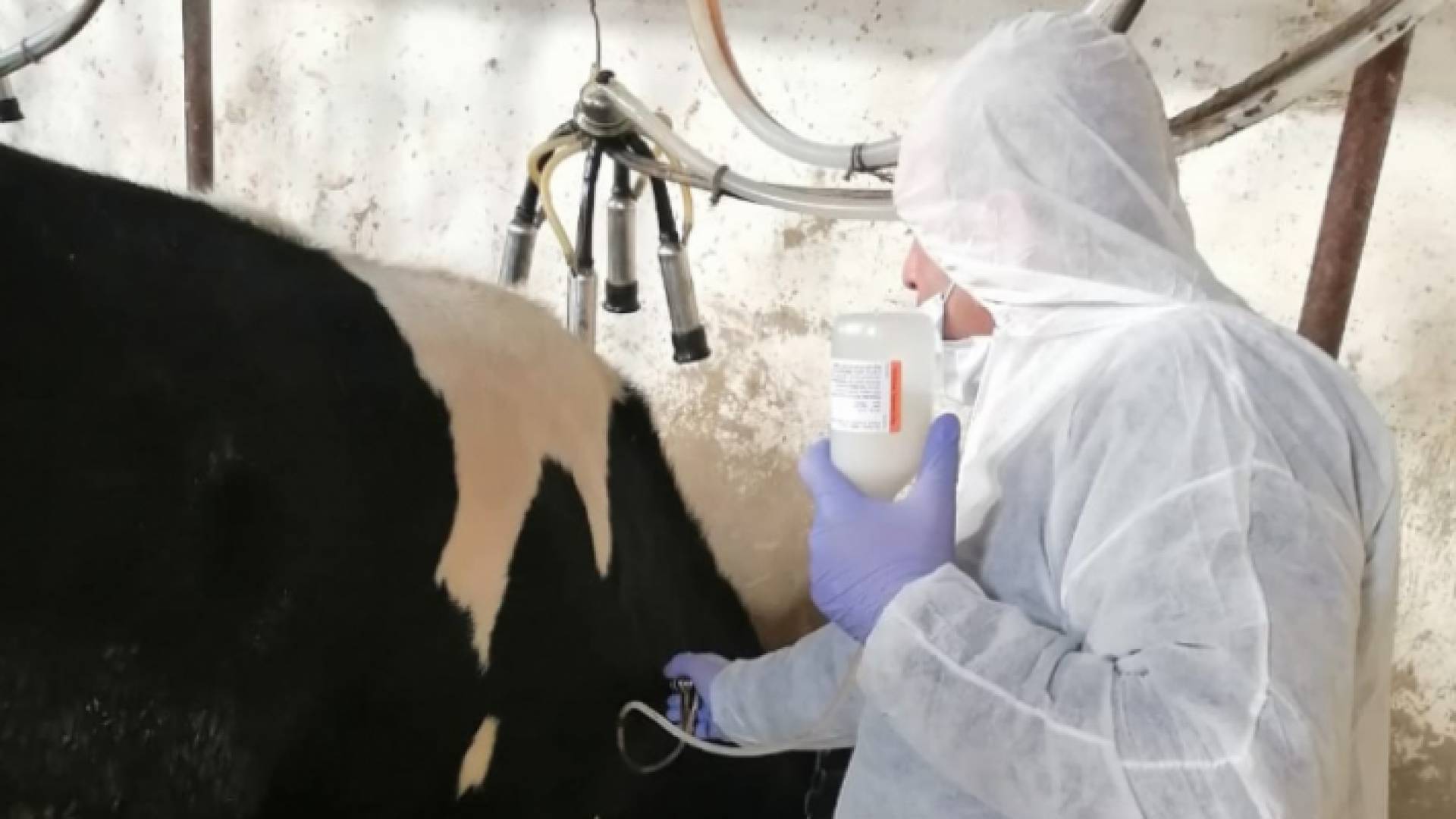 مزارع أبقار