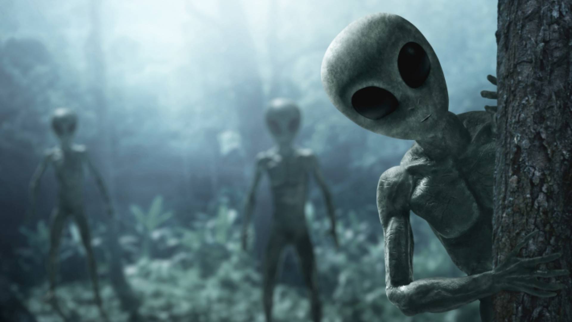 صورة لكائنات غير معروفة