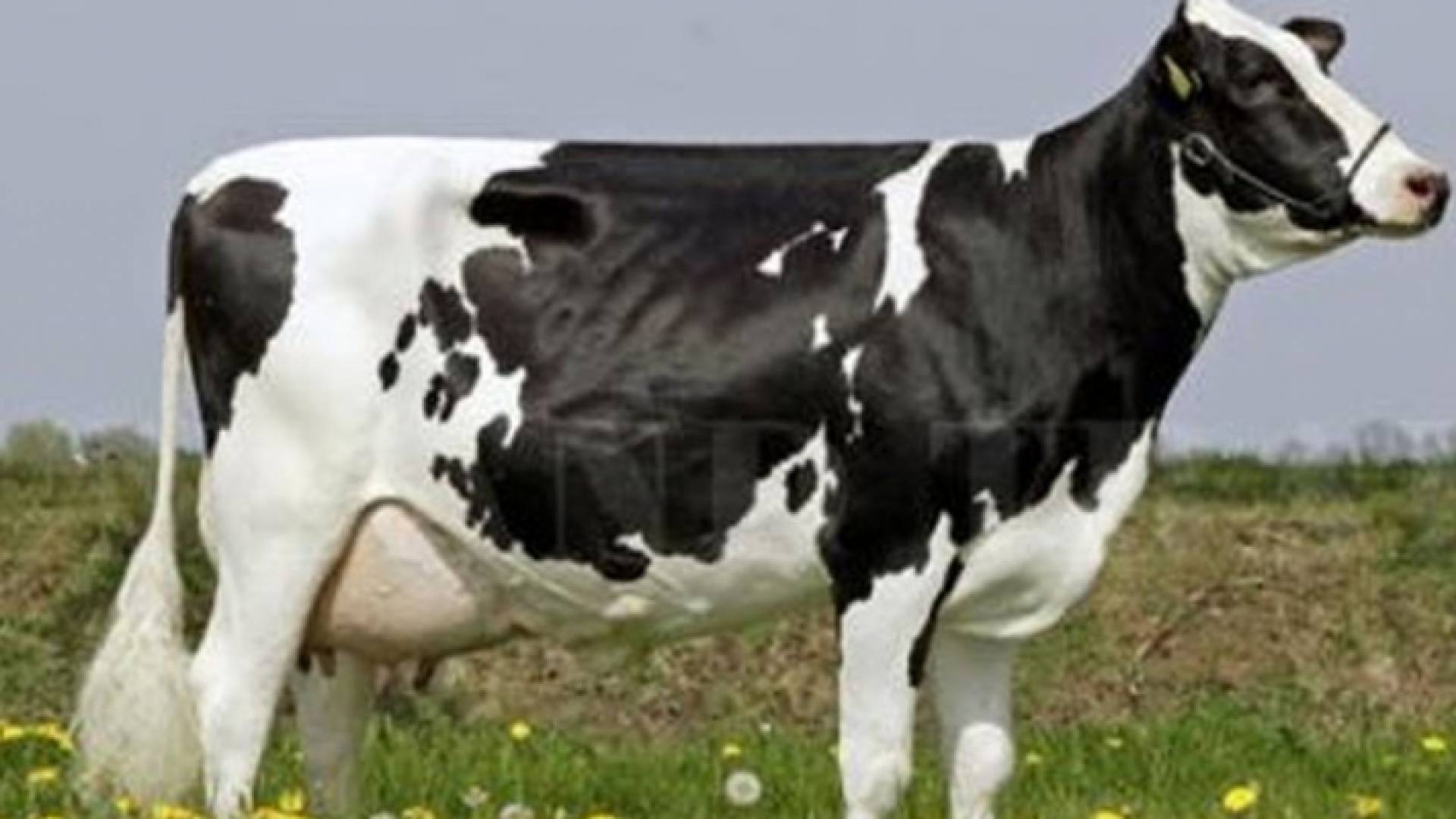 أبقار في إحدى المزارع