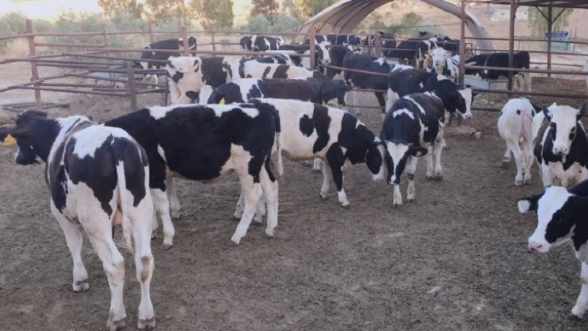 مزرعة أبقار