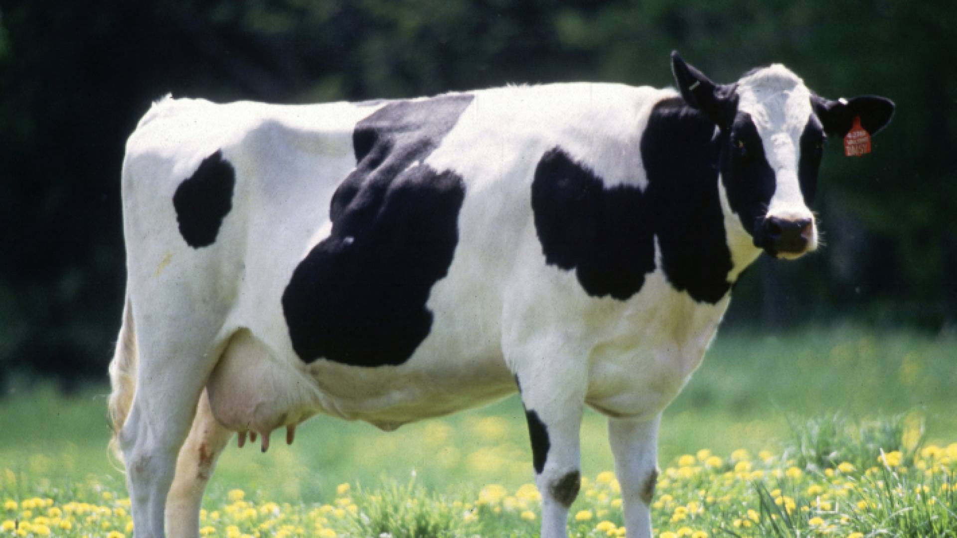 أبقار في إحدى المزارع