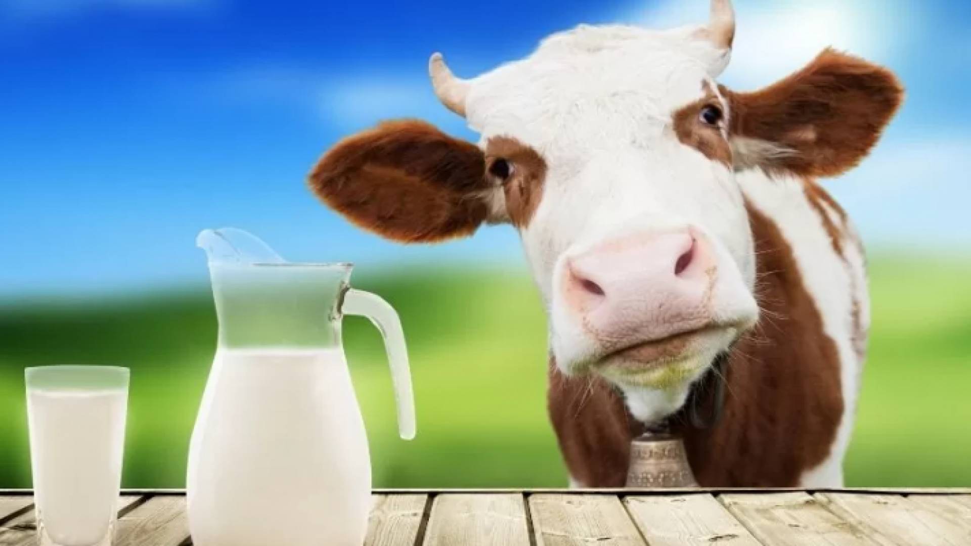 صورة تعبيرية لبقرة وحليب