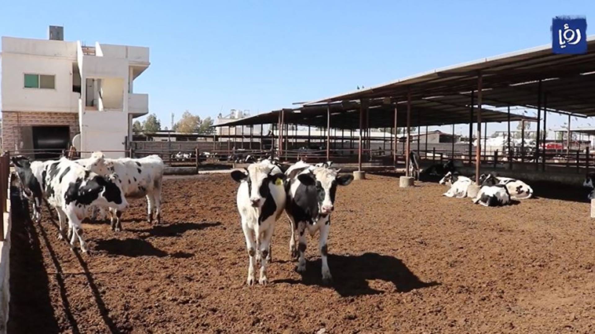 مزرعة أبقار