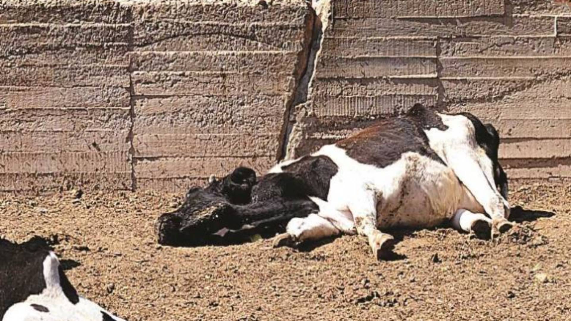 أبقار نافقة