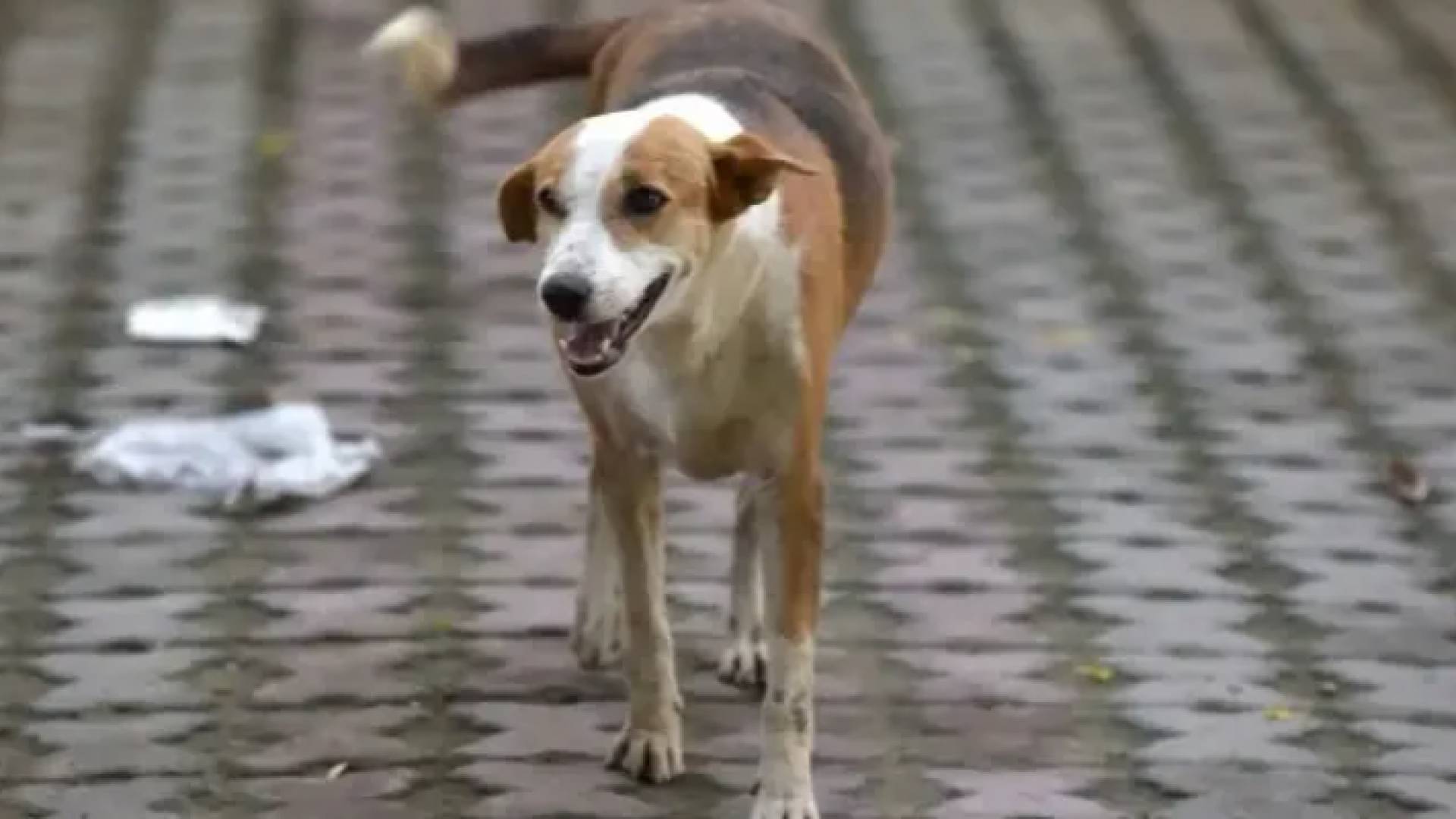 كلاب ضالة - أرشيفية