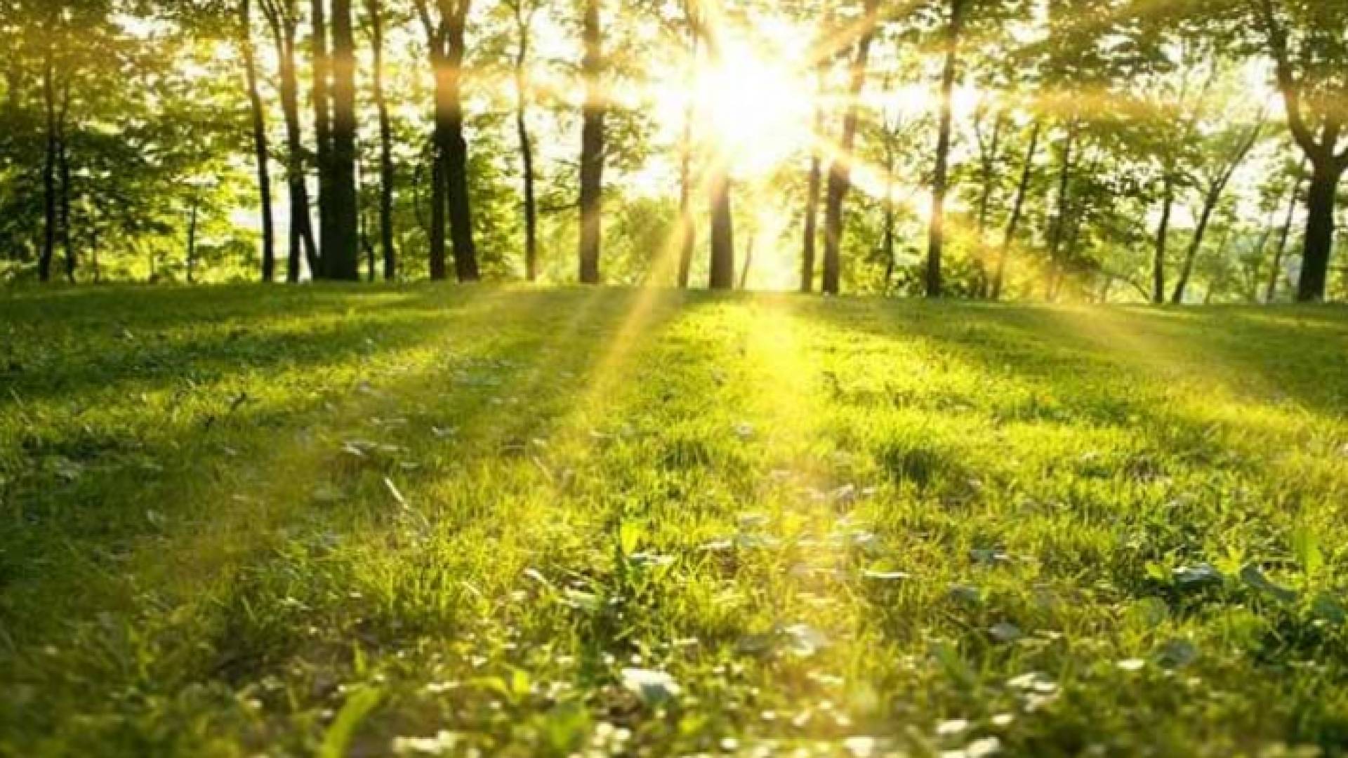 شمس في إحدى المناطق