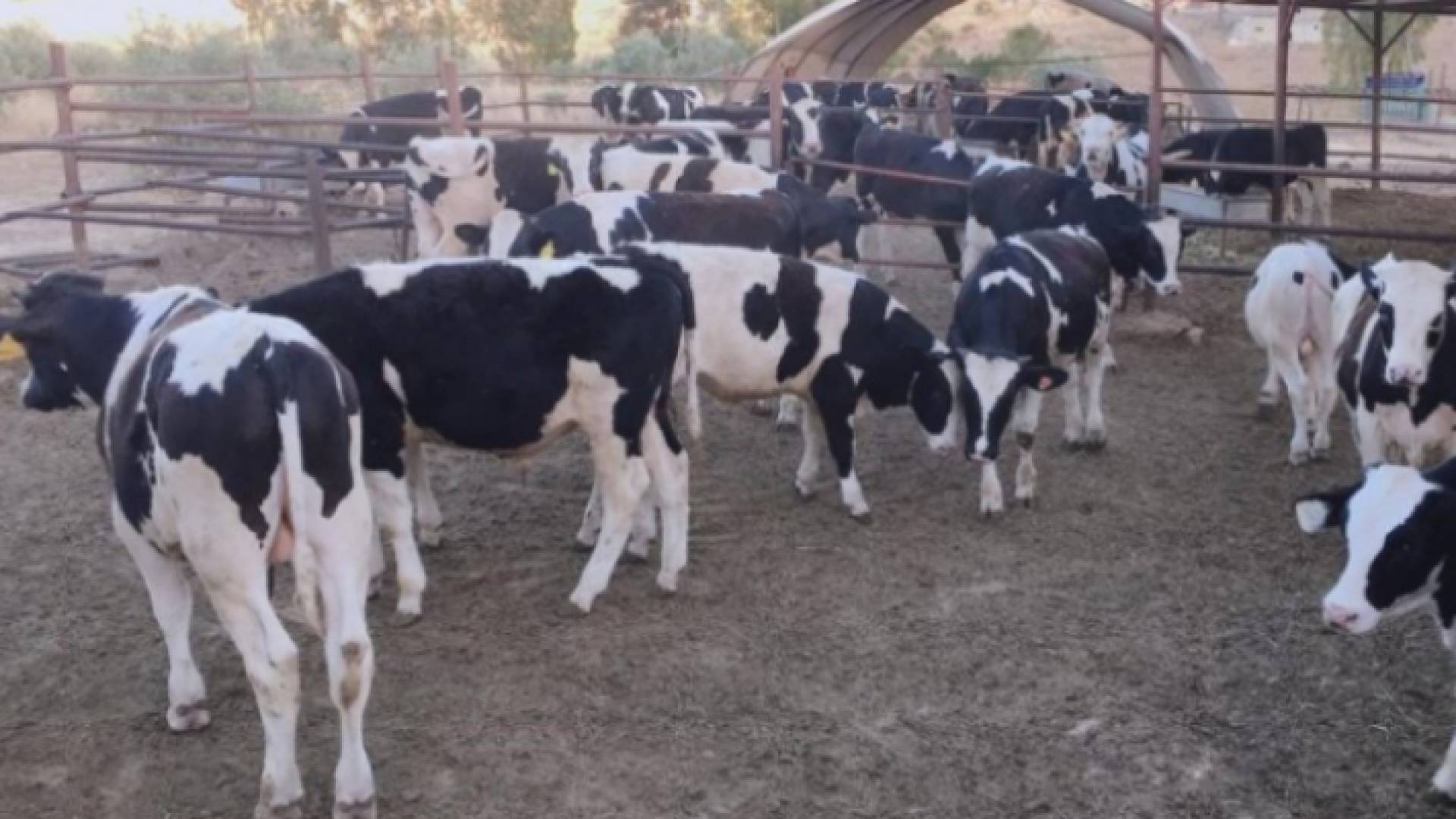 مزرعة أبقار