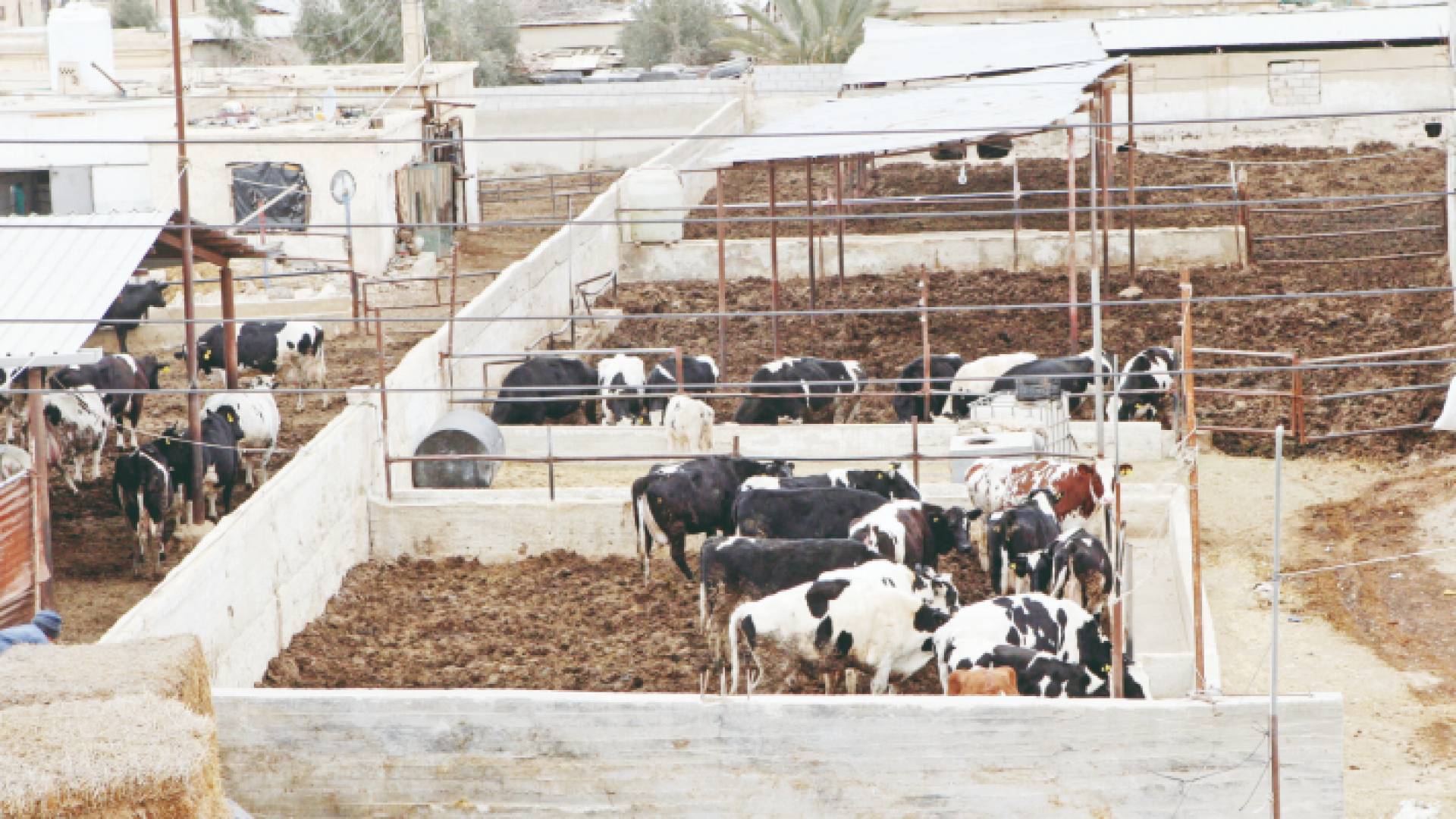 مزرعة أبقار