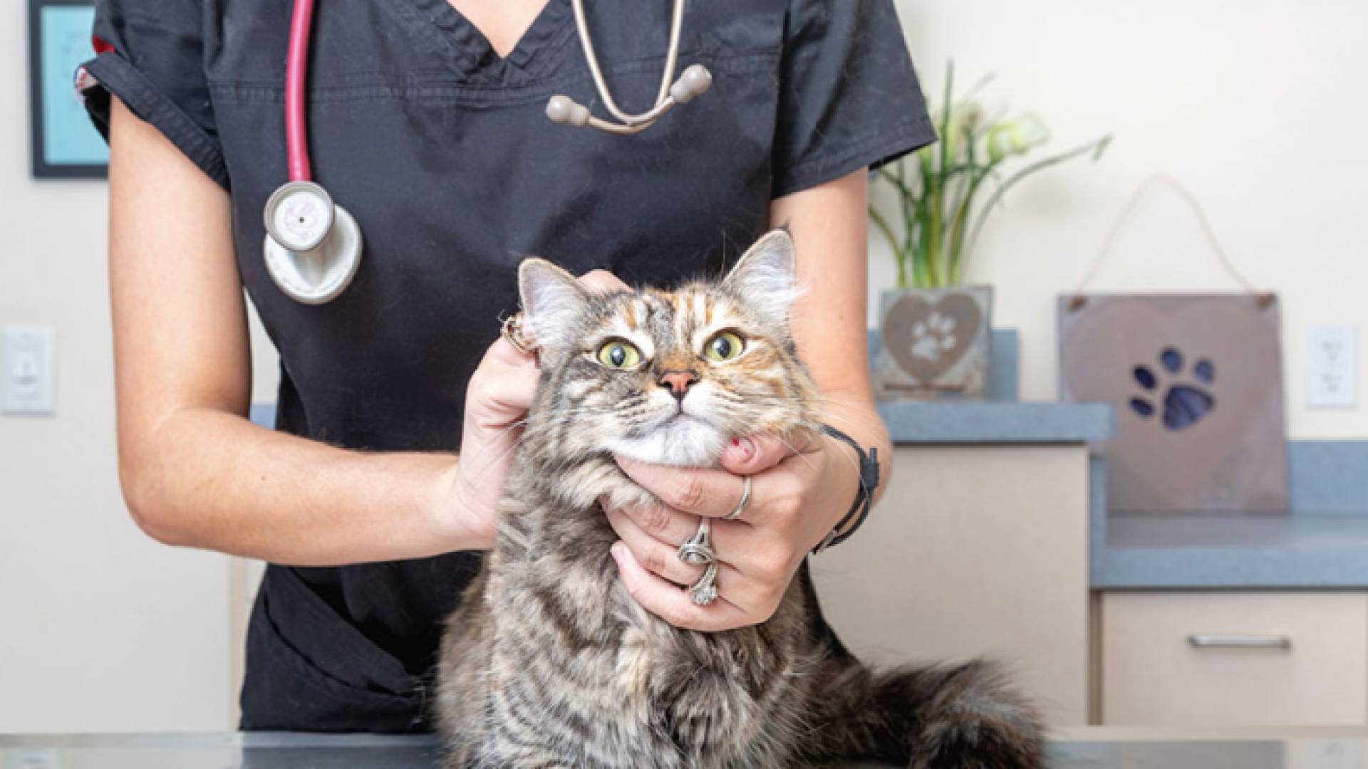 طبيبة بيطرية تعالج قطة