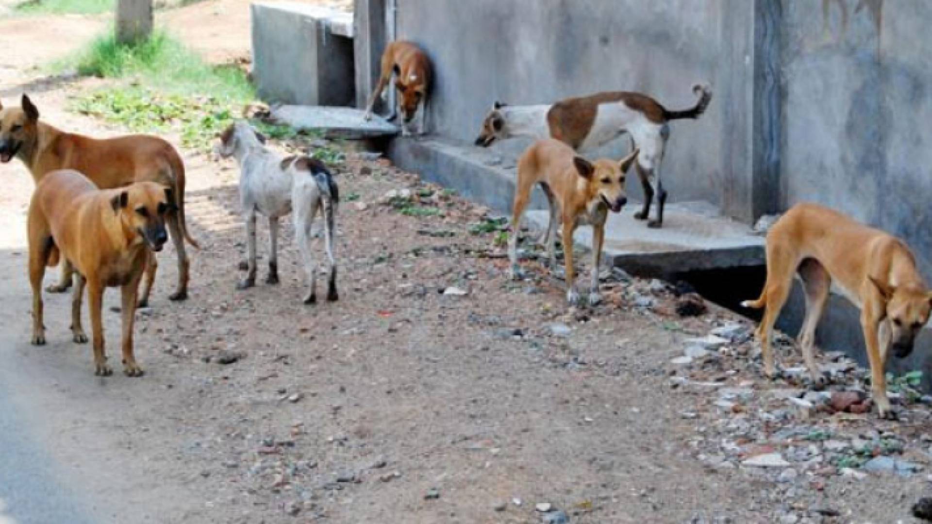 كلاب منتشرة في الشوارع