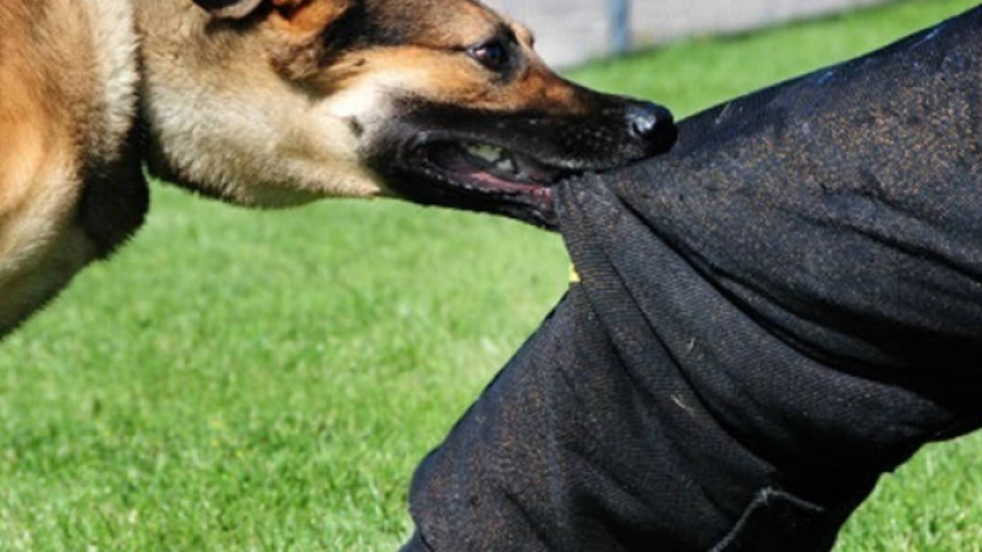 عقر كلب "تعبيرية"