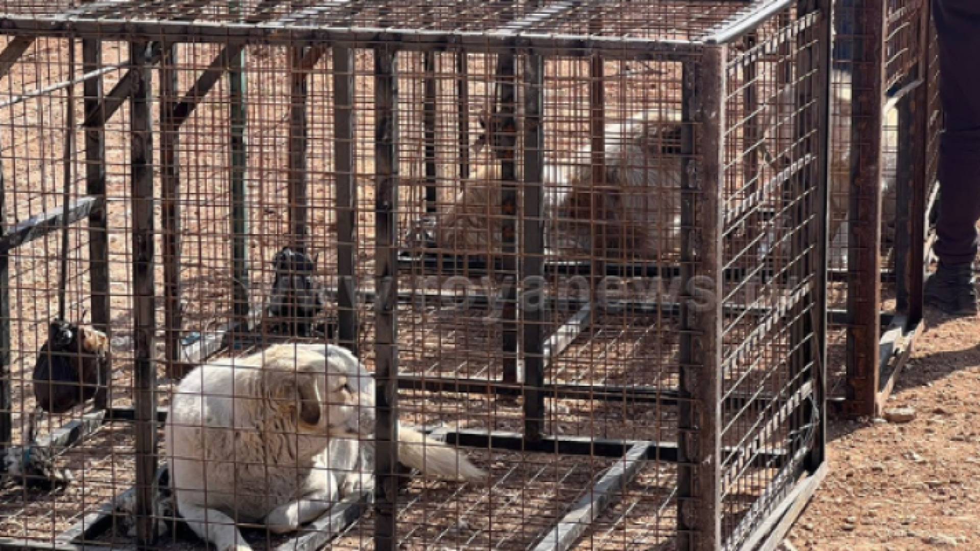 جانب من الحملة