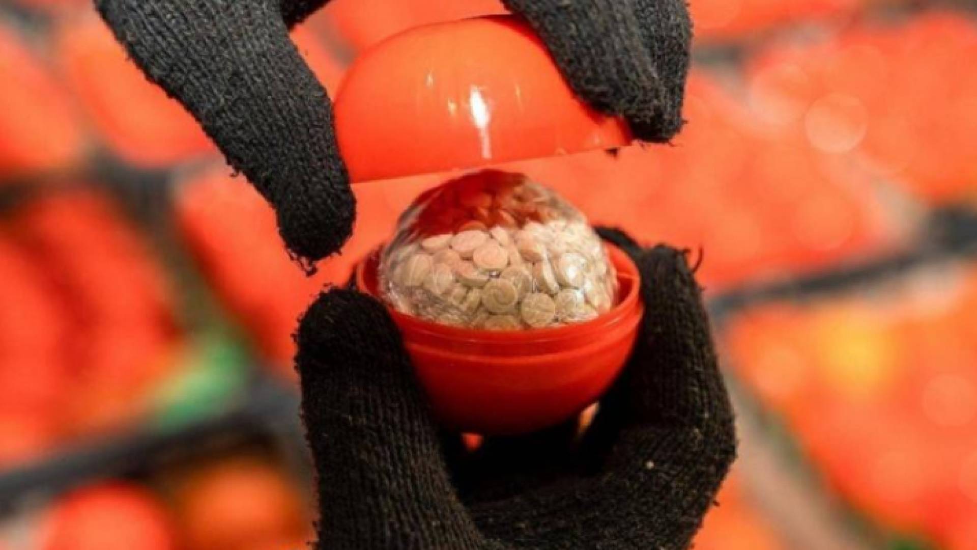 صورة للمضبوطات