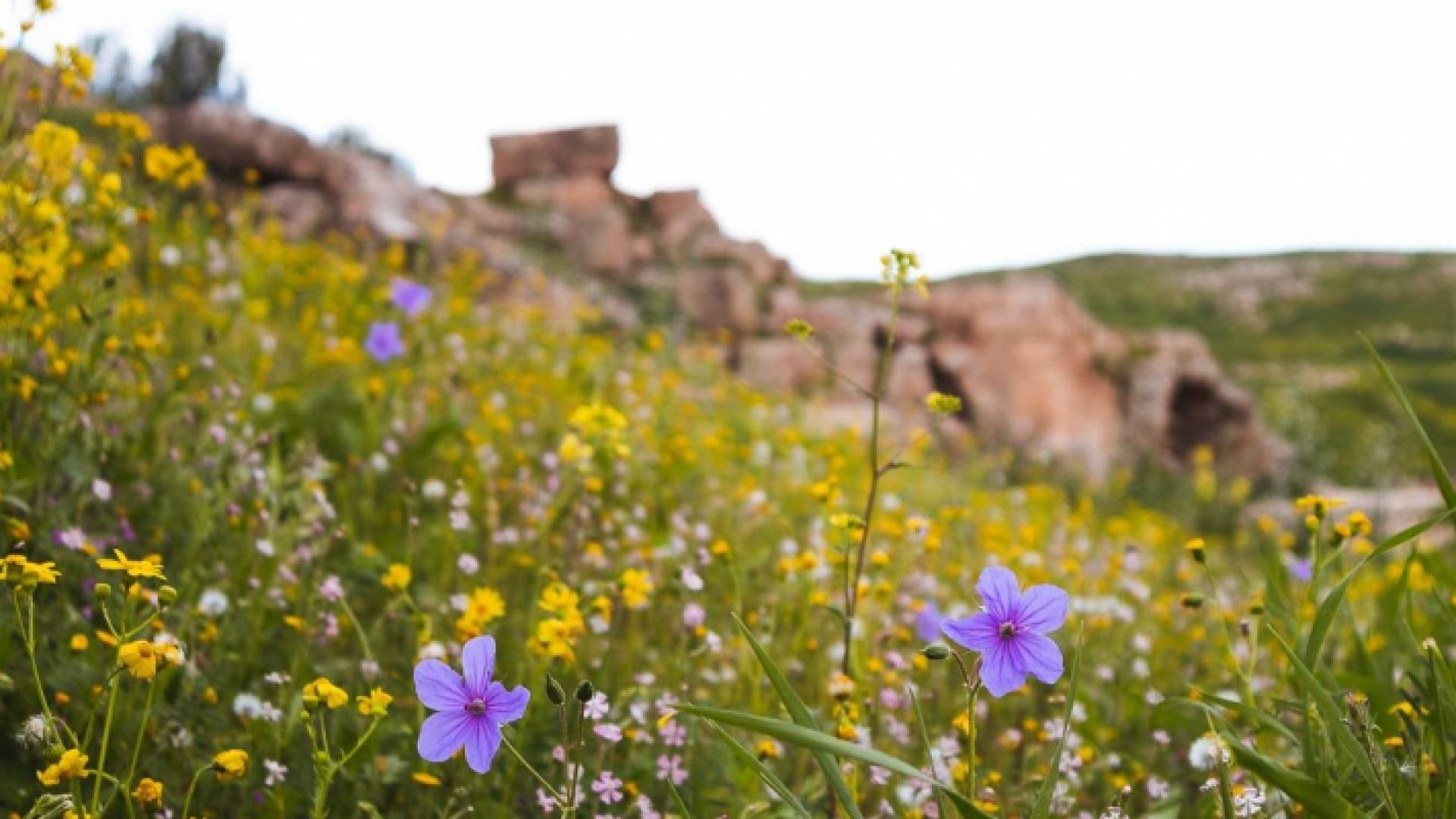 صورة أرشيفية لأجواء ربيعية