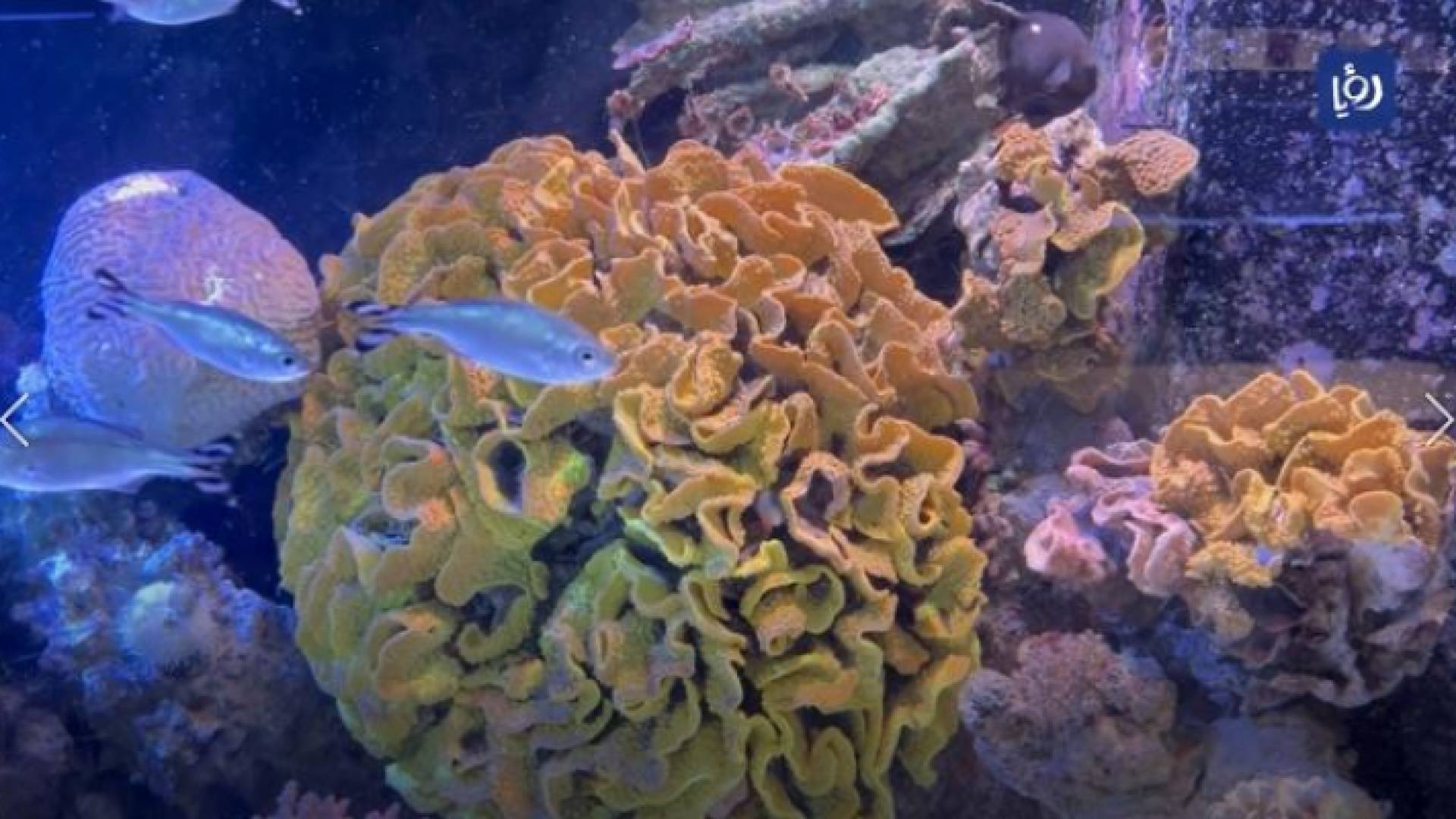 شعب مرجانية في خليج العقبة