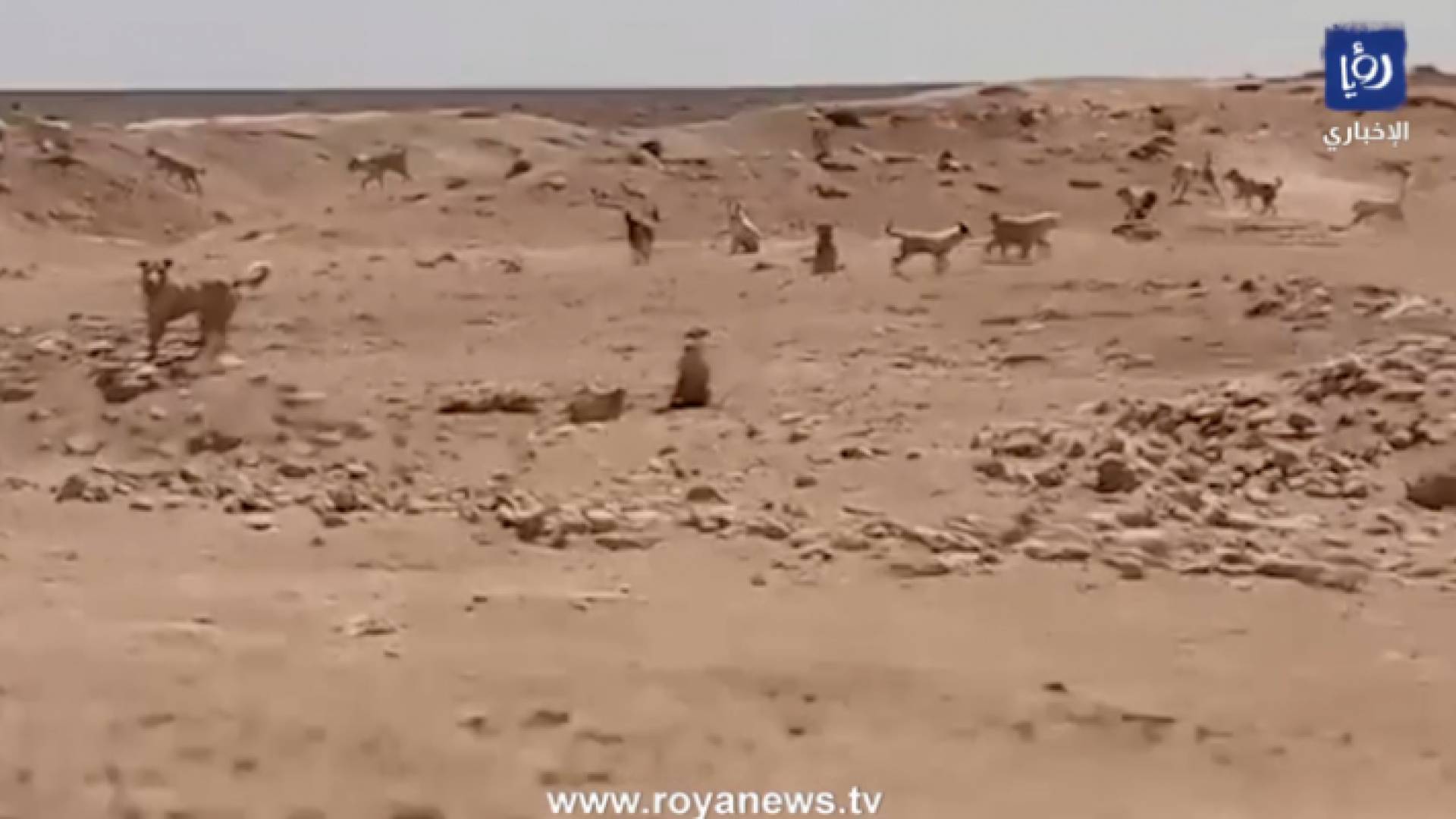 الكلاب الضالة تنتشر في صحراء الصفاوي